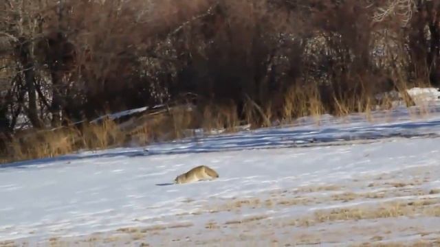 ЖИЗНЬ ПОД СНЕГОМ - Белое королевство смотреть онлайн