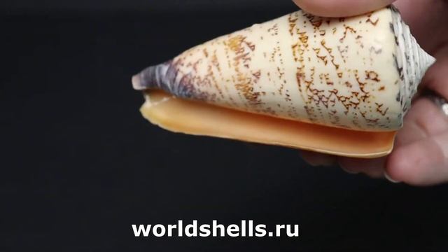 Конус талассиаркус Conus thalassiarchus 9 см.