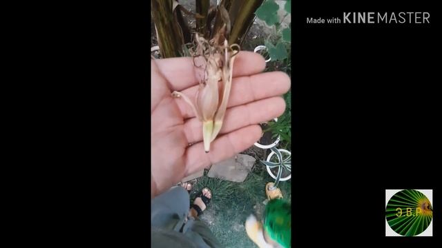 В Ростове-на-Дону начали цвести бананы. смотреть онлайн