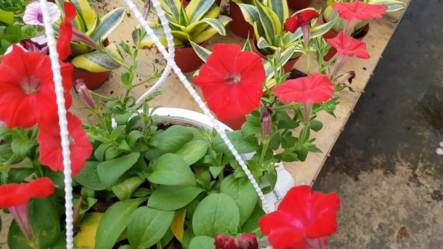 Petunia Flowers. Beautiful And Colourful.