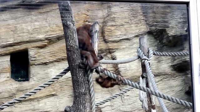 Обезьяны: мать и дитя, Московский ZOO смотреть онлайн