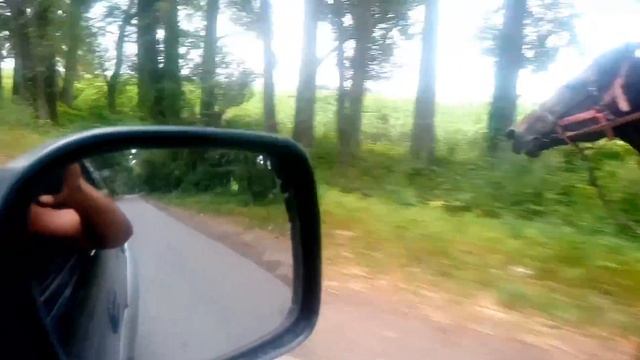 Конь Архимед иноходец. смотреть онлайн