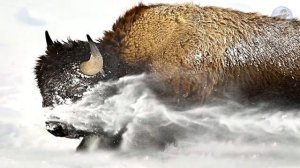 ?Невероятная Схватка! Волк против Бизона.