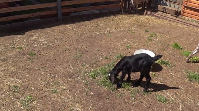 Без главной козы, стадо неуправляемое//Козлиный недуг не вылечить. смотреть онлайн