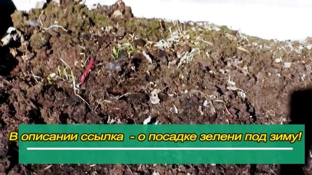 Чем подкормить чеснок, чтобы головки были крупными ? Весенние работы в огороде. смотреть онлайн