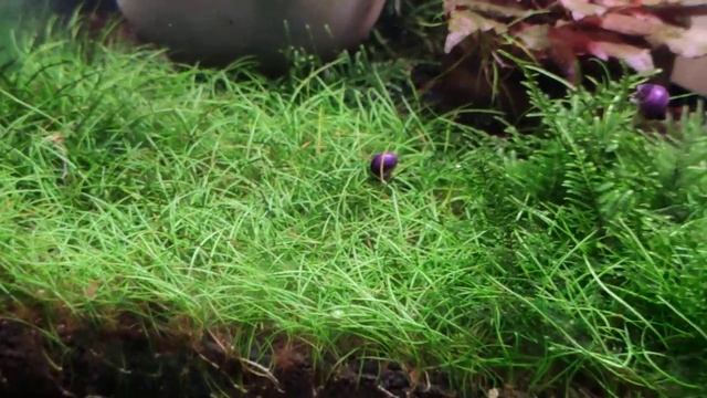 креветки Амано и улитки борьба с водорослями смотреть онлайн