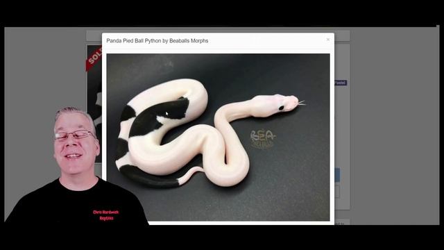 A New Dark Ball Python Gene From Germany! ('LC Black Magic') смотреть онлайн