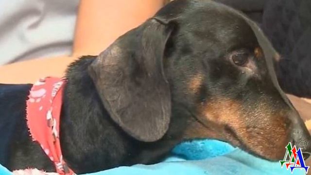 Испуганный пес лежал на грязной земле, но не мог ни убежать, ни лаем позвать на помощь смотреть онлайн