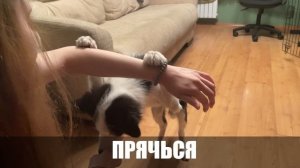 Бордер-колли Хакер выполняет команды