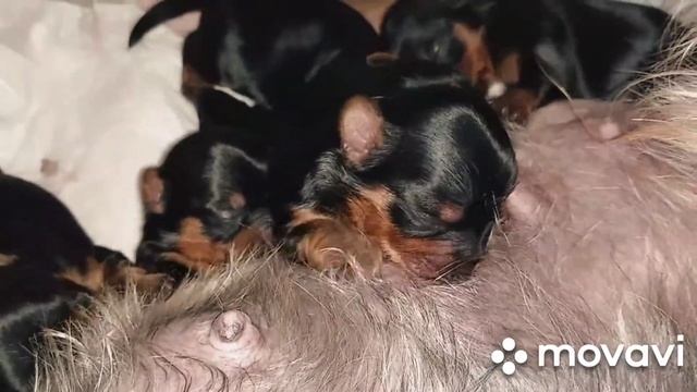 Щенки Йорка 1 неделя смотреть онлайн