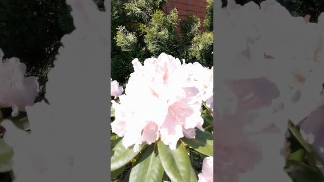 рододендрон Синтиллейшн, Rhododendron Scintillation, рододендрон гибридный вечнозеленый