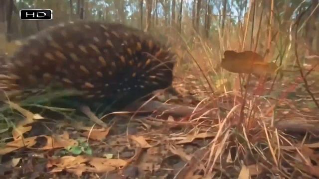 5 САМЫХ НЕОБЫЧНЫХ ЖИВОТНЫХ В МИРЕ смотреть онлайн