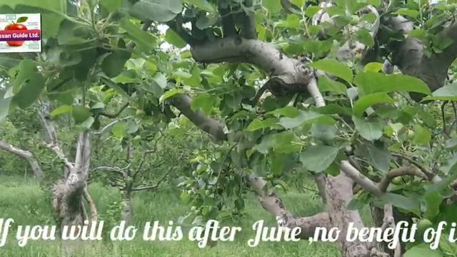 how to overcome problem in pollinators ( setting of apples in alternate years)| pruning of apples смотреть онлайн