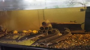 Выращиваем осетра в аквариуме / результат за 1 год