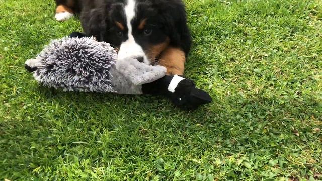 Bernese Mountain Dog Puppy / New Home / First Days / Vlog 2020 смотреть онлайн