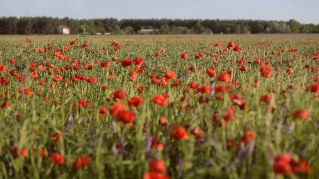 Макове поле смотреть онлайн