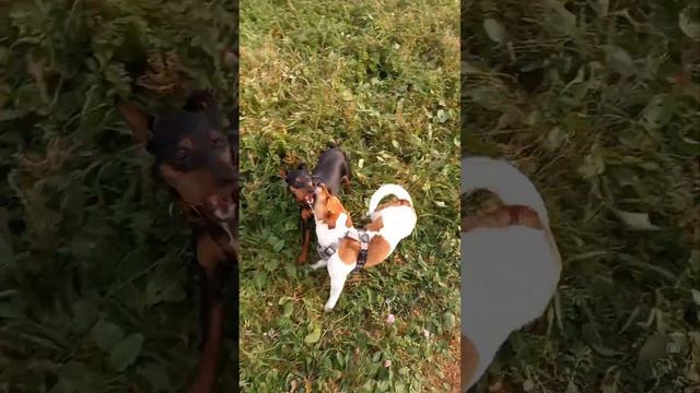 8 месецев #цвергпинчер"Подружки" смотреть онлайн