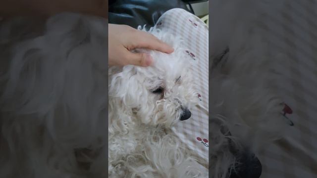 꼬불꼬불 머리만지면 기부니 좋그등여? смотреть онлайн