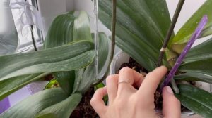Как я обрабатываю орхидеи от клеща. 3 обработка: Санмайт.