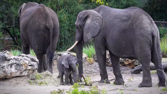 The APEX Predator Of The Savanna...The Elephant? смотреть онлайн