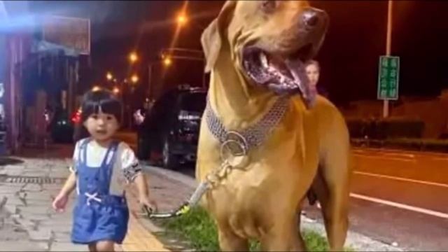 Девушке подарили крошечного щенка, она и представить не могла какого размера вырастет питомец смотреть онлайн