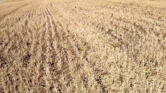 Плоскорезная зябь в 2021 г. на 15-20 см (Шортандинский район, п. Ключи). смотреть онлайн