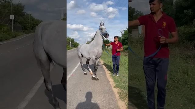 красивая лошадь