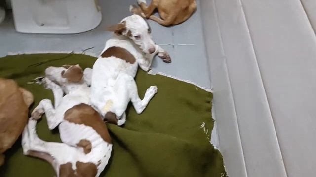 Тбилиси 🇬🇪 Грузия Приют Тамаза Элизбарашвили 🐕 💌 🍀 🙏 Paypal : Elizbarashvilidog@yahoo.com смотреть онлайн