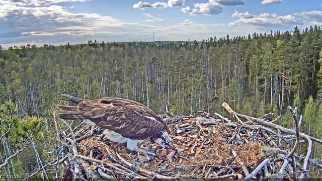 Kalakotkas::Pandion haliaetus - Feeding two chicks 2020-05-26 смотреть онлайн
