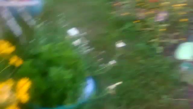 Петунии моей бабушки