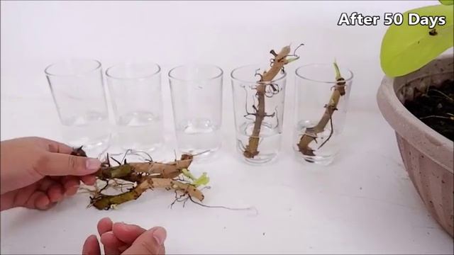 Philodendron Lemon Lime / Orlando Propagation by Cuttings in Soil and Water смотреть онлайн