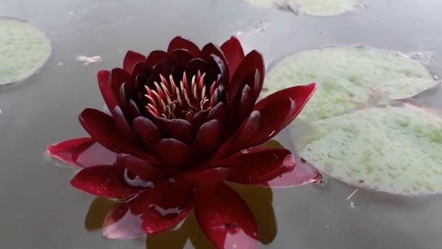 Нимфея Black Princess (Черная принцесса) кувшинка, нимфея, водные растения, пруд смотреть онлайн