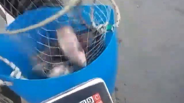 05.11.18 запуск форели на малый водоём в кокино смотреть онлайн