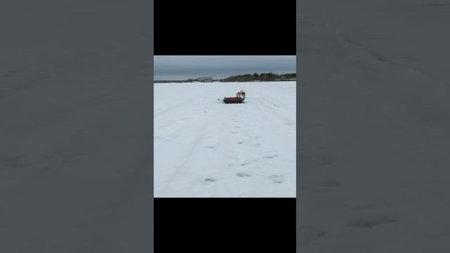 бюджетная мото собака