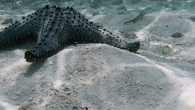 Underwater world 4k relax music смотреть онлайн