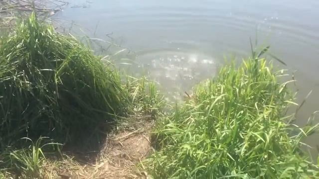 Ловля Карпа в Белгородской Области смотреть онлайн