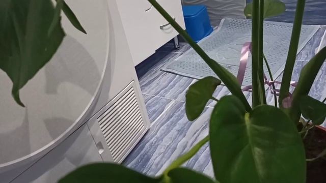 Подарили монстеру | Пересадка монстеры деликатесной смотреть онлайн