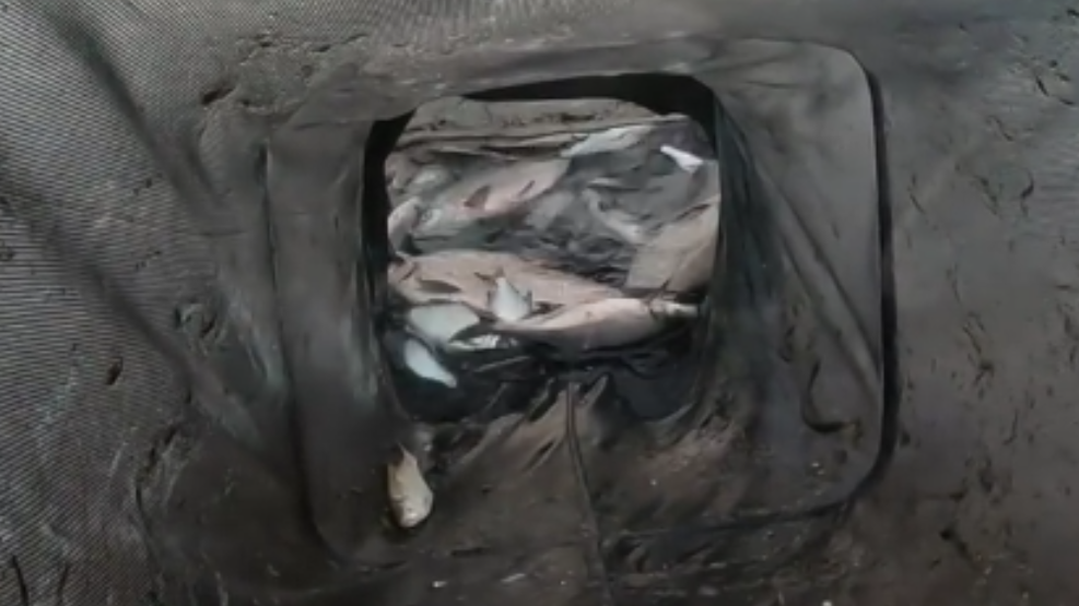 ОТКРЫТИЕ ОСЕННЕГО СЕЗОНА. РЫБАЛКА ФИДЕРОМ НА СИЛЬНОМ ТЕЧЕНИИ. АЛИТУБ. МЕНЯЕМ МЕСТО ЛОВЛИ. смотреть онлайн