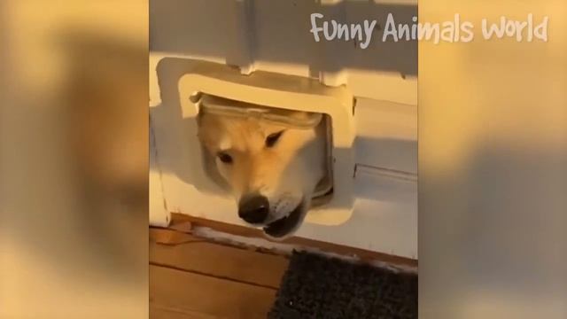 Смешные моменты с котами и собаками 2023 | Лучшие приколы с домашними питомцами №33 смотреть онлайн