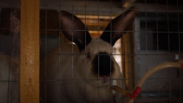 Кролики Поездка и Обмен Не много про Шедовое содержание! смотреть онлайн