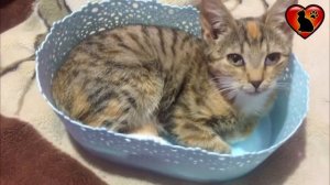 Что ждет семью, если чужая кошка прибилась к дому. Причины и приметы!