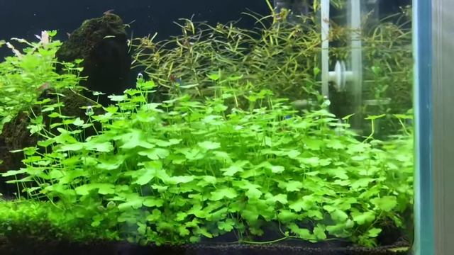 Гидрокотила трипартита (Hydrocotyle Tripartita)