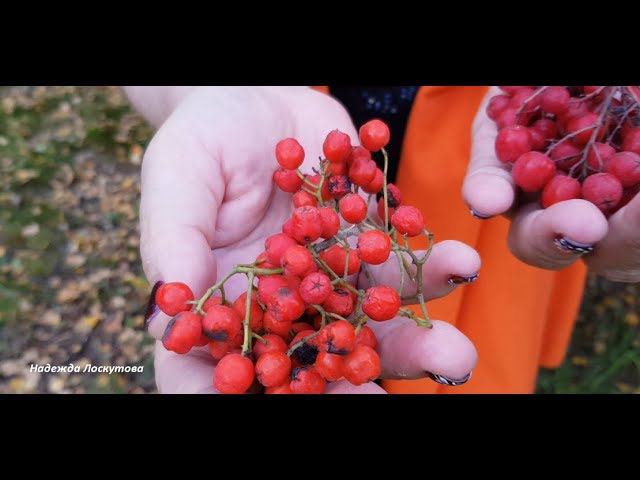 Рябина. Восстановление дёсен и нормализация давления смотреть онлайн