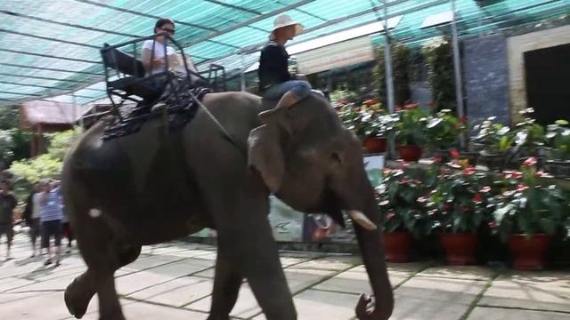 Вьетнам, Слоны и страусы на водопаде Prenn Da Lat смотреть онлайн