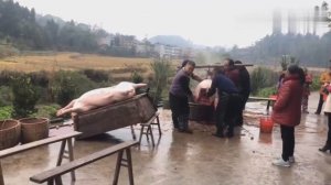 Как в Китае закалывают свинью