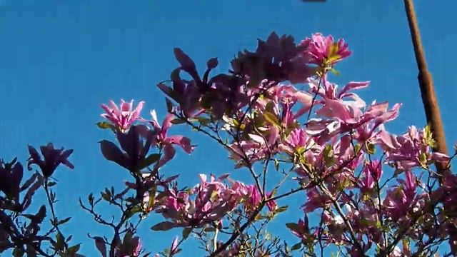 ТЮЛЬПАНОВОЕ ДЕРЕВО смотреть онлайн