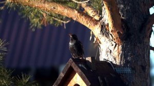 Скворцы обустраиваются в скворечнике