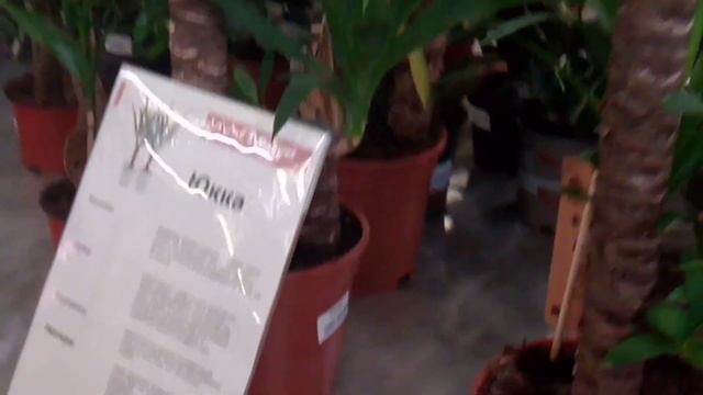 Мегастрой, Отдел цветов, Цикламен персидский смотреть онлайн