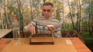 Как вырастить берёзу. Посев семян. Часть 6.