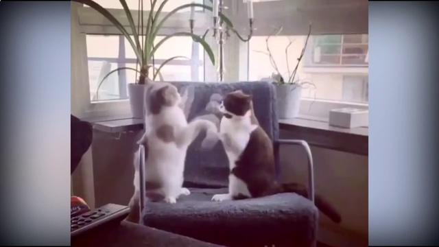 КОТЫ ПРИКОЛЫ. ЛУЧШИЕ ПРИКОЛЫ С ЖИВОТНЫМИ смотреть онлайн